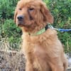 FELIXChow-Chow-Mix in 53940 Hellenthal