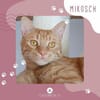 Kater Mikosch sucht sehnsüchtig nach Dir