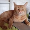 Kater Mikosch sucht sehnsüchtig nach Dir