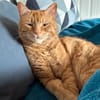 Kater Mikosch sucht sehnsüchtig nach Dir
