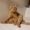 Kater Mikosch sucht sehnsüchtig nach Dir
