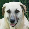 Martino sucht ein liebevolles Zuhause