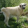 Martino sucht ein liebevolles Zuhause