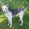 Hundedame FREYA wurde ausgesetzt