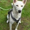 Hundedame FREYA wurde ausgesetzt