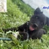 Archie  kleiner Clown mit großem Herz