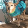 Dina - Schmusemaus sucht Zuhaus