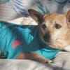 Dina - Schmusemaus sucht Zuhaus