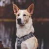 Toto sucht erfahrene Hundehalter