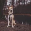 Toto sucht erfahrene Hundehalter