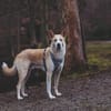 Toto sucht erfahrene Hundehalter