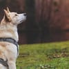 Toto sucht erfahrene Hundehalter
