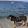 Samba - ein wahrer Traumhund