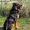Samba - ein wahrer Traumhund