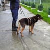 Samba - ein wahrer Traumhund