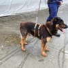 Samba - ein wahrer Traumhund