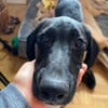 Hundebub LOKI