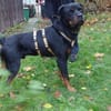 Elrik-Wo sind die Rotti-Fans?