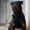 Elrik-Wo sind die Rotti-Fans?