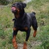Elrik-Wo sind die Rotti-Fans?