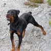 Elrik-Wo sind die Rotti-Fans?