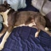 Snoopy - Schmusebedürftiger Kuschelbär