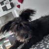 Lulu 💗 wartet in 27751 Delmenhorst