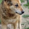 Nanook - verschmust u. sehr lieb