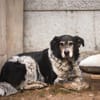 Cosimo sucht dringend einen neuen Platz!