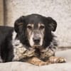 Cosimo sucht dringend einen neuen Platz!