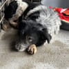 Cosimo sucht dringend einen neuen Platz!