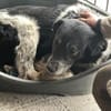 Cosimo sucht dringend einen neuen Platz!