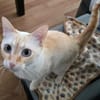 Bigne sucht liebevolles Zuhause