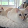 Bigne sucht liebevolles Zuhause