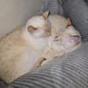 Bigne sucht liebevolles Zuhause