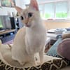 Menschenbezogene Bianca sucht Zuhause