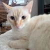 Menschenbezogene Bianca sucht Zuhause