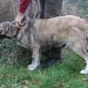 Minka - zutraulich u. kinderlieb