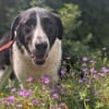 Bezaubernde Grace sucht Körbchen