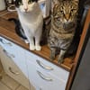 Lilly & Frankie Verschmustes Dreamteam