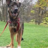 Notfell-HSH-Mix ❤ Nelli in 81927 München