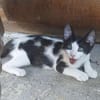 Kleiner Multi sucht Zuhause!