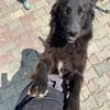 Polly sucht ab November ein zu Hause