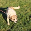 Grisu - wunderbarer Familienhund