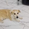 SUNNY - bald auf Pflegestelle 50859 Köln