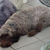 Mia7 sucht ein Zuhause