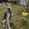 Trusky-Fröhliche Ohren suchen neue Couch