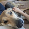Trusky-Fröhliche Ohren suchen neue Couch