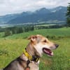 Trusky-Fröhliche Ohren suchen neue Couch