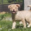 Buddy - kleiner Abenteurer